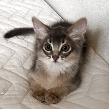 松山 市 猫 ブリーダー選びの決定版！安心して迎える確実ガイド